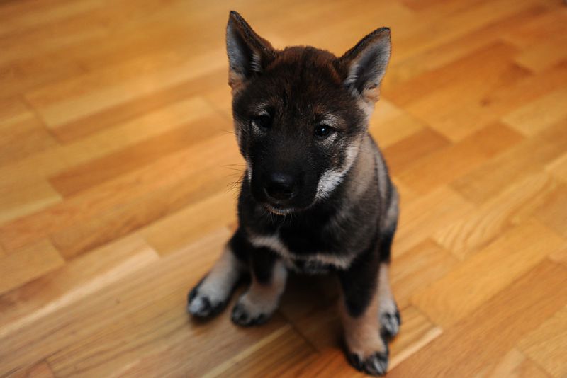 giống chó mang dáng dấp giống sói